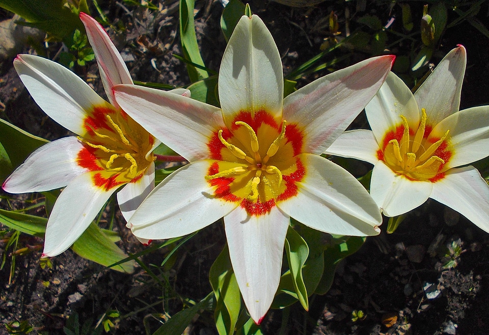 Orange yellow easter
