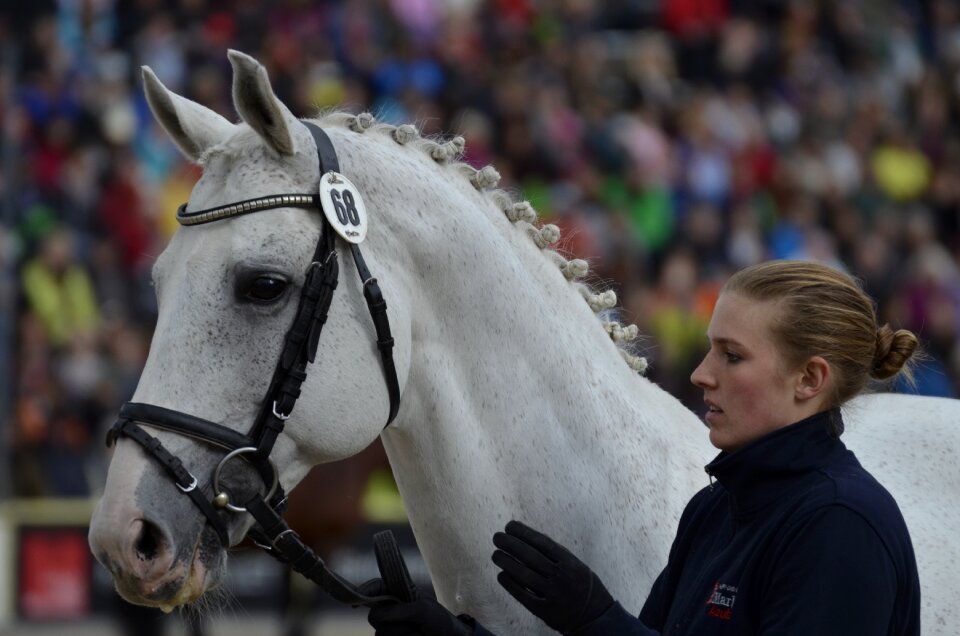 Mold horse to the hand horse photo