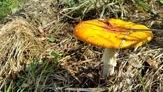 Mushrooms woods