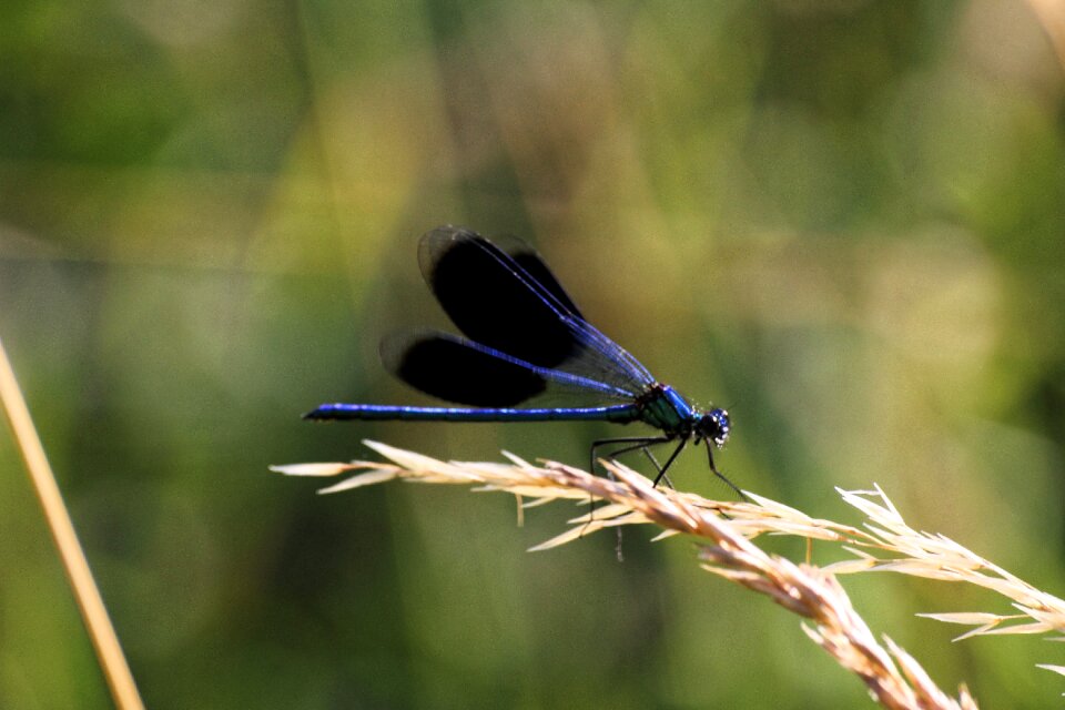 Dragonfly nature insect