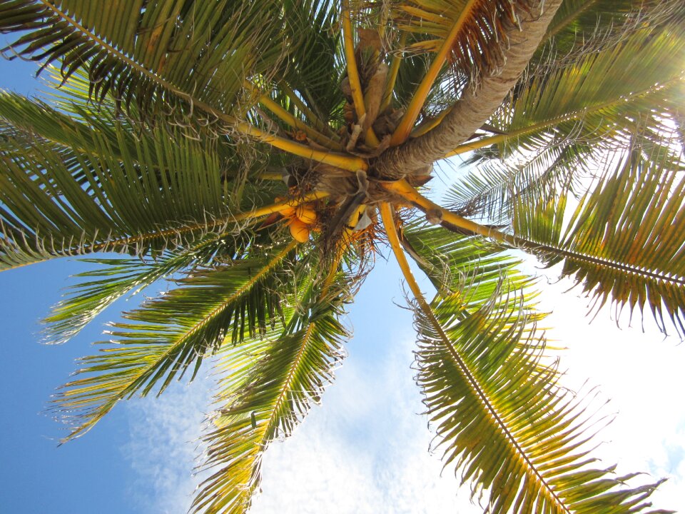 Tropical nature palm