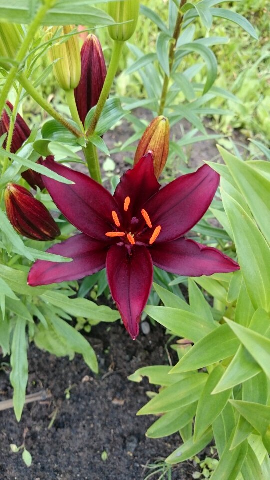 Flowers lily nature