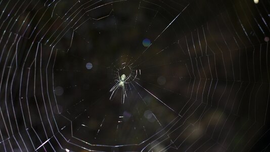 Nature macro