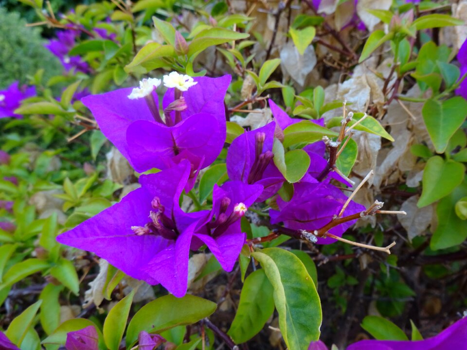 Purple flower lilac mediterranean countryside