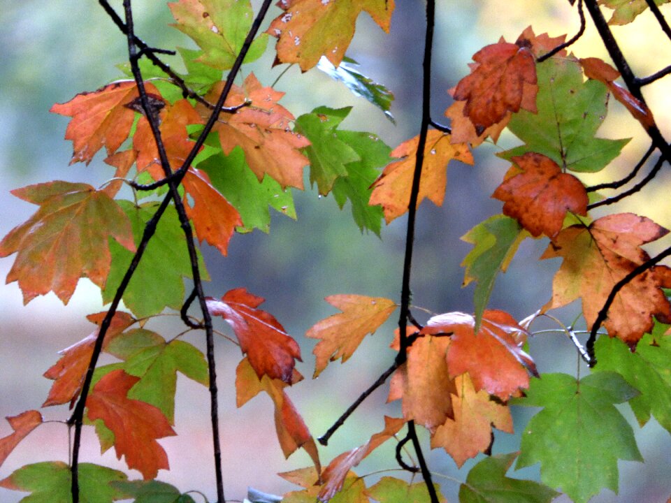 Nature tree leaf foliage