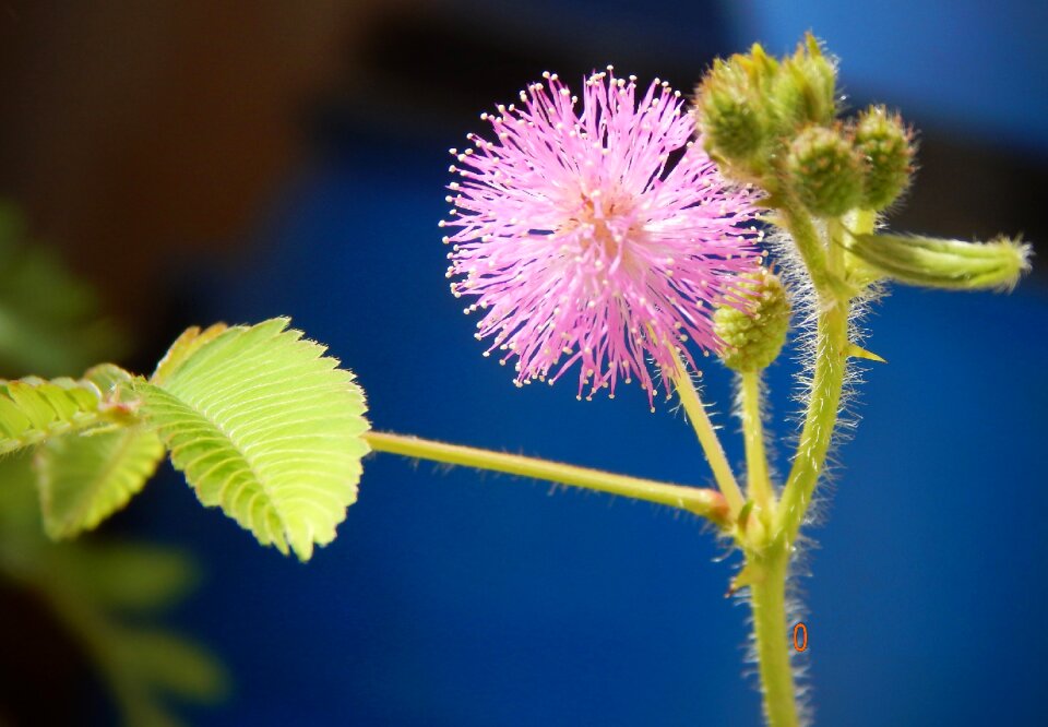 Plant flora blossom