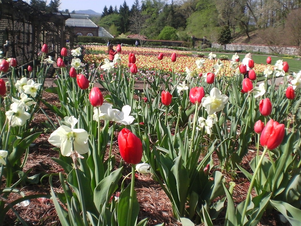 Tulips flowers spring