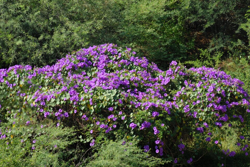 Bell purple flora
