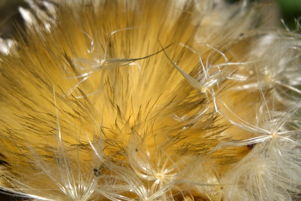 Seeds artichoke flower macro