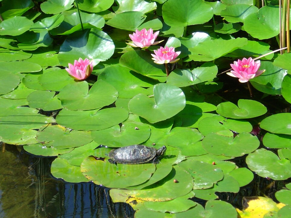 Turtle lake rose pink water lily