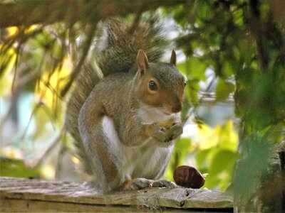 Forest wildlife wild