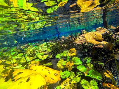 Pond nature leaf