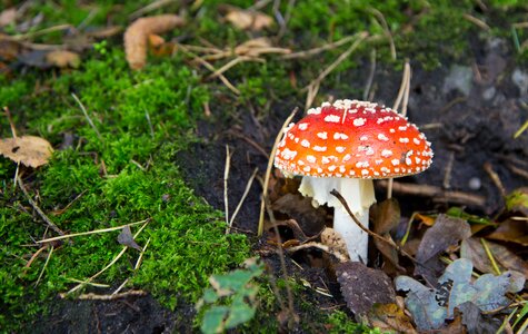 Forest autumn nature photo