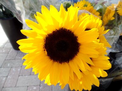 Yellow floral summer