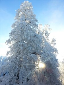 Frost snow finnish photo