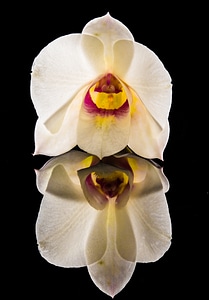 Flower white close up
