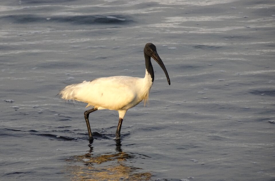 Oriental white ibis foraging sea