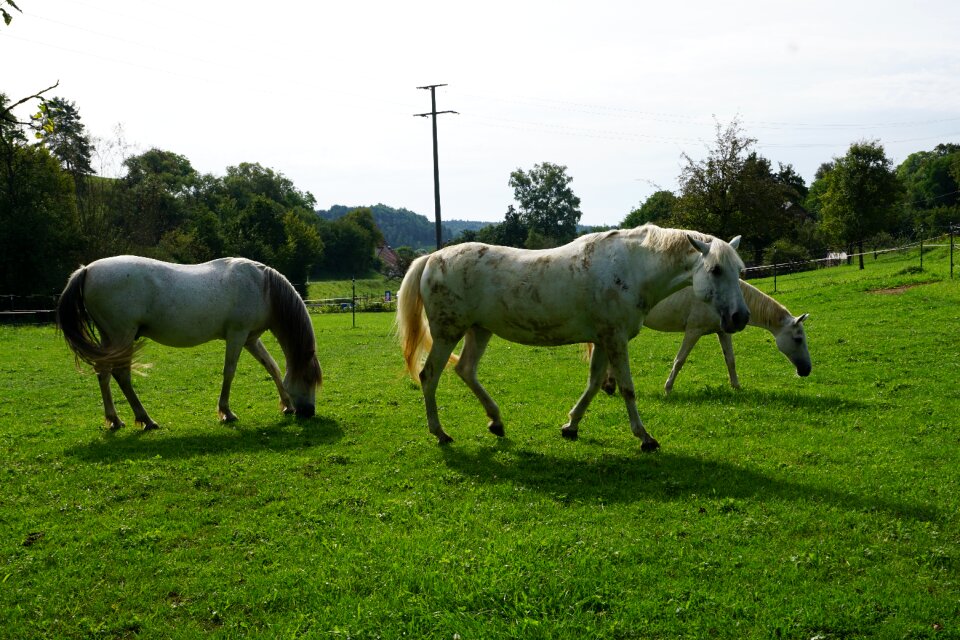 Monteaura equestrian autumn