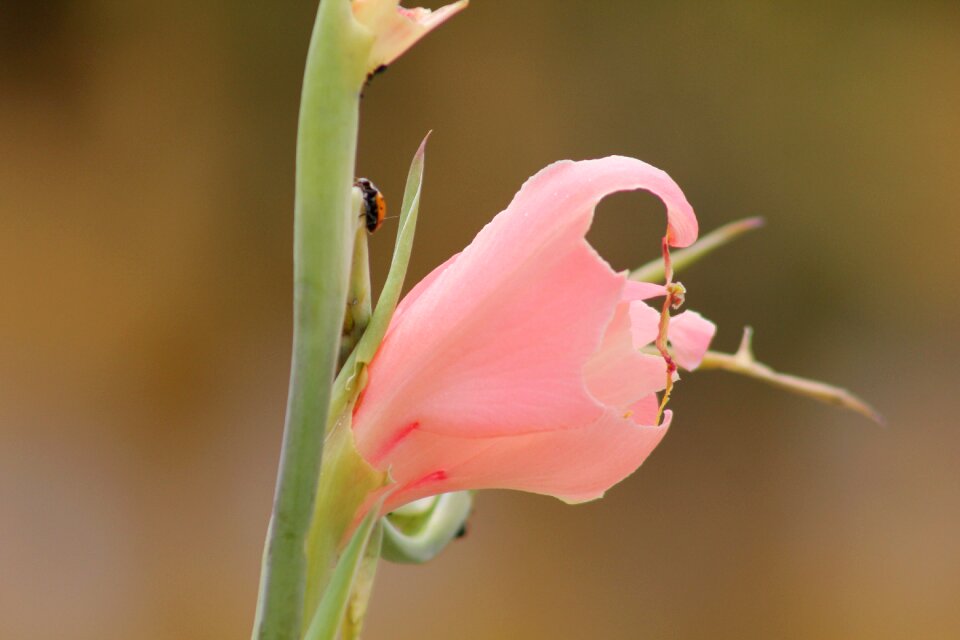 Ladybug flower nature