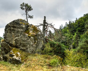 Lozère rock tree