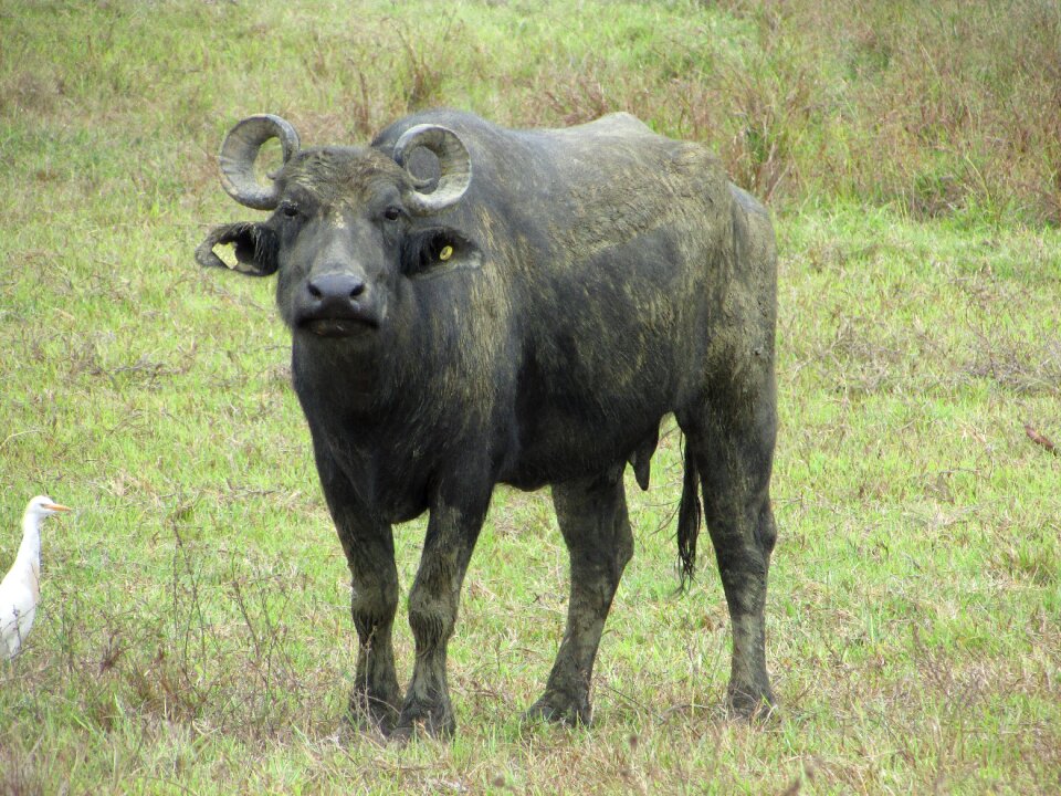 Animals toro nature photo