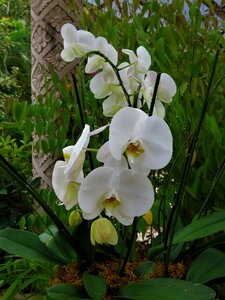 Flower tropical garden