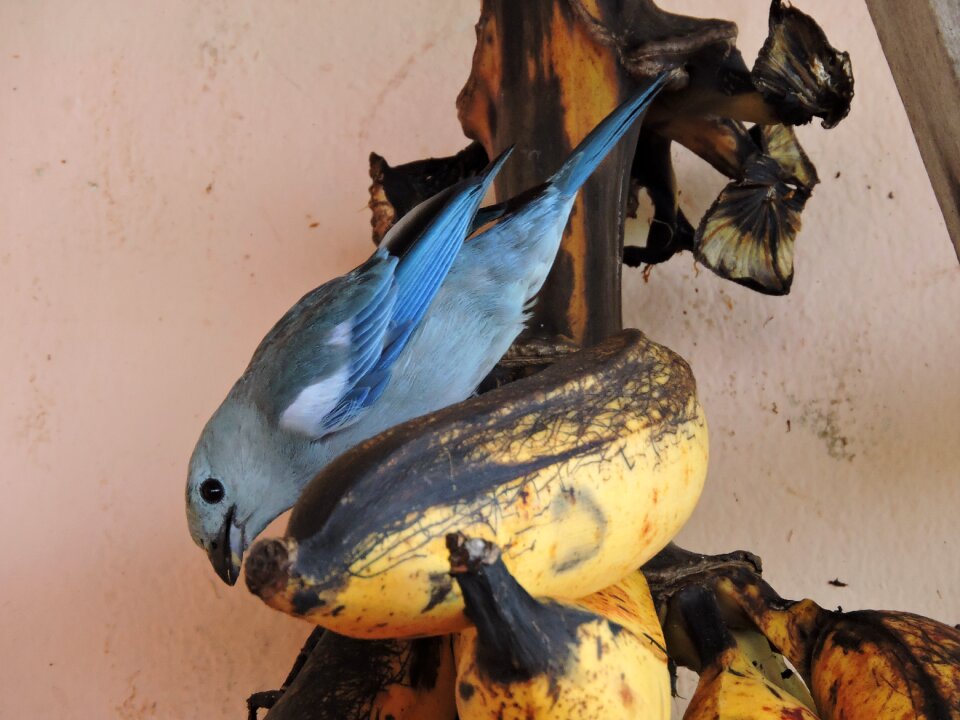 Nature animals amazonas