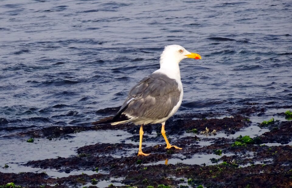 Heuglin's gull siberian gull larus fuscus heuglini