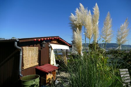 Rest reed chair photo