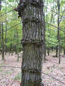 Wood wire wound