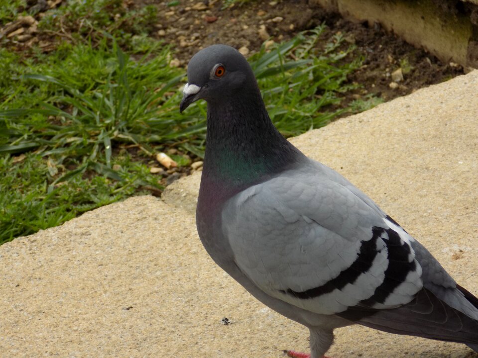 Bird nature
