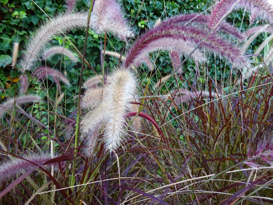 Garden wild flora gardens