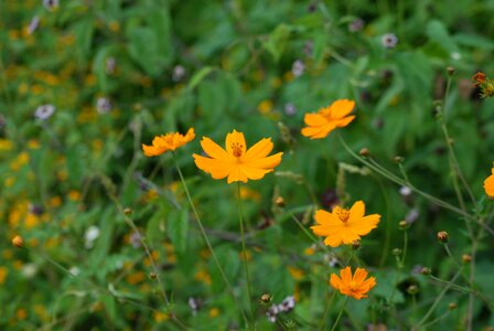 Scorpion regional flowers wild
