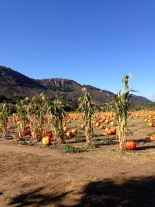 Fall corn farm photo