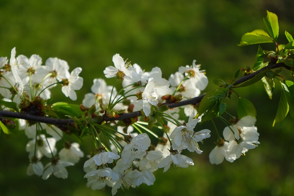 Cherry tree white branch