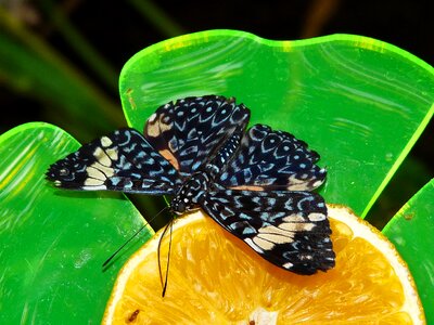 Zoo butterfly a butterfly garden