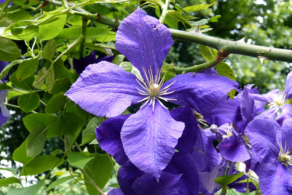 Stamens flowers plant