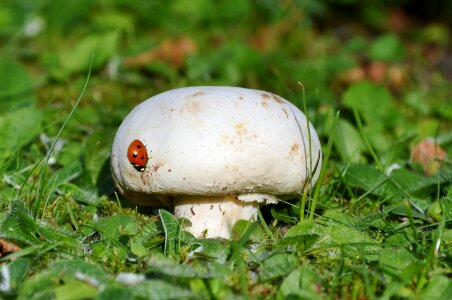 Nature forest litter mushrooms