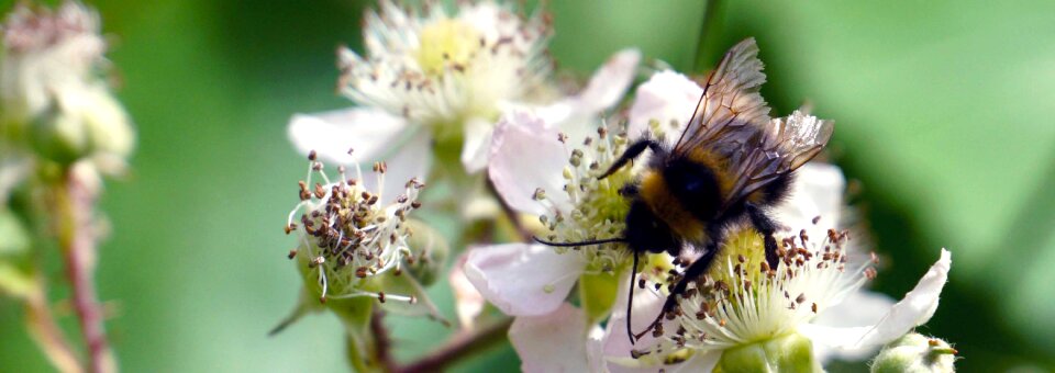 Insect natural pollen photo