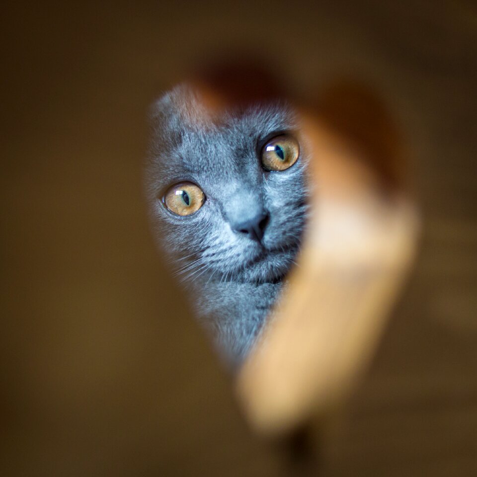 Carthusian cat grey