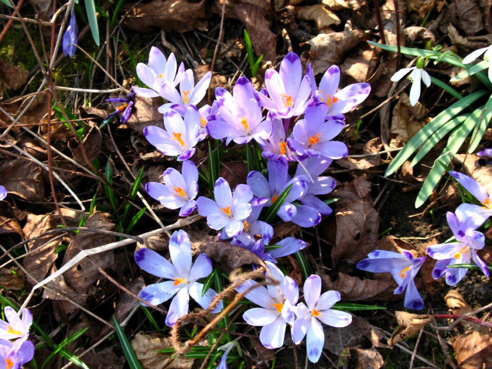 Season flower nature photo