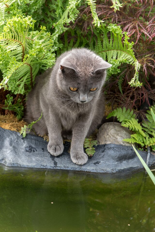 Pets blue pussy