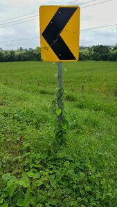 Pointer vines grass