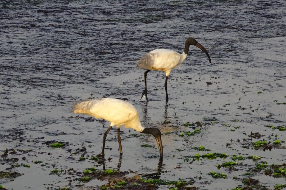 Oriental white ibis foraging sea
