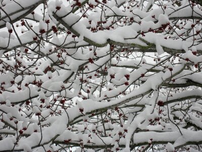 Abstract branch winter