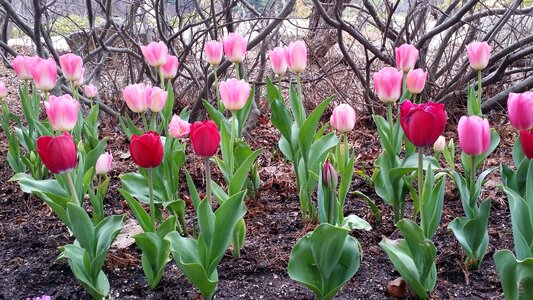 Spring flowers tulip photo
