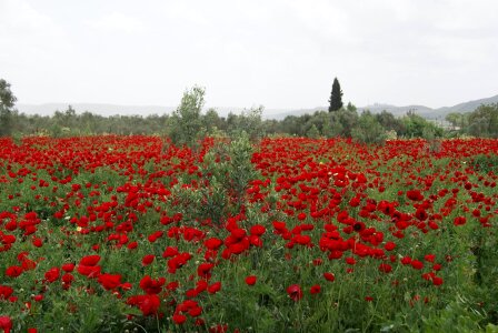 Landscape wide red photo