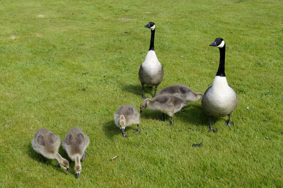 Meadow poultry family