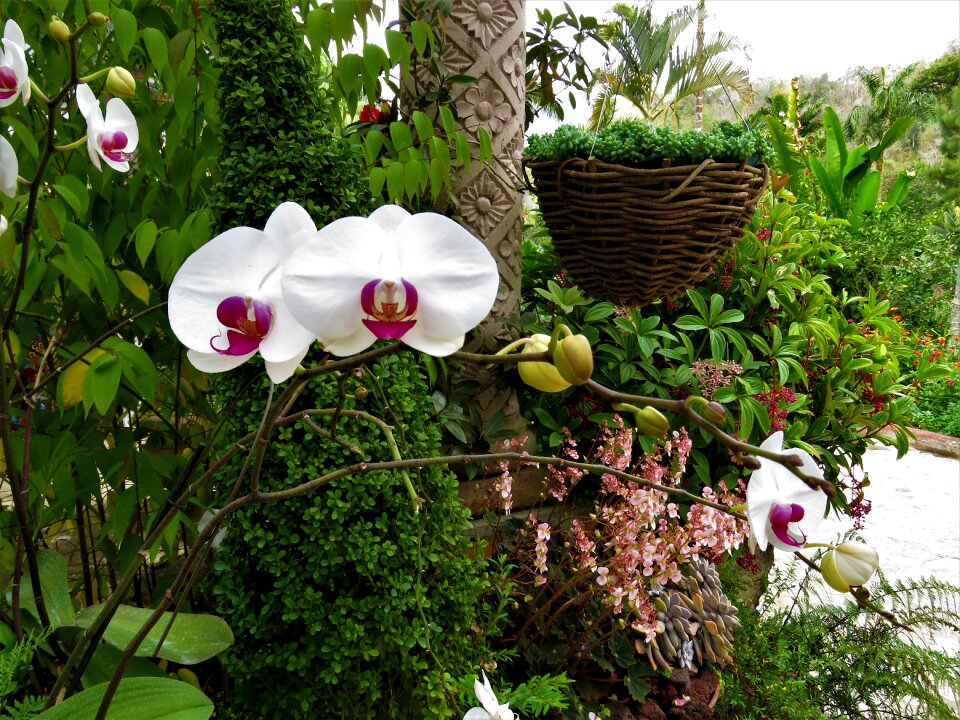 White flower tropical flower