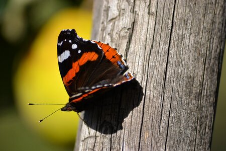 Butterfly sivas rare